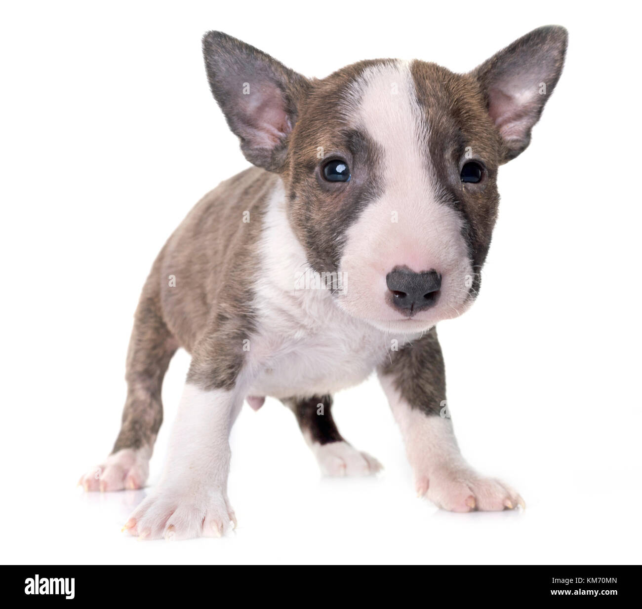 Bull Terrier miniature in front of white background Banque D'Images