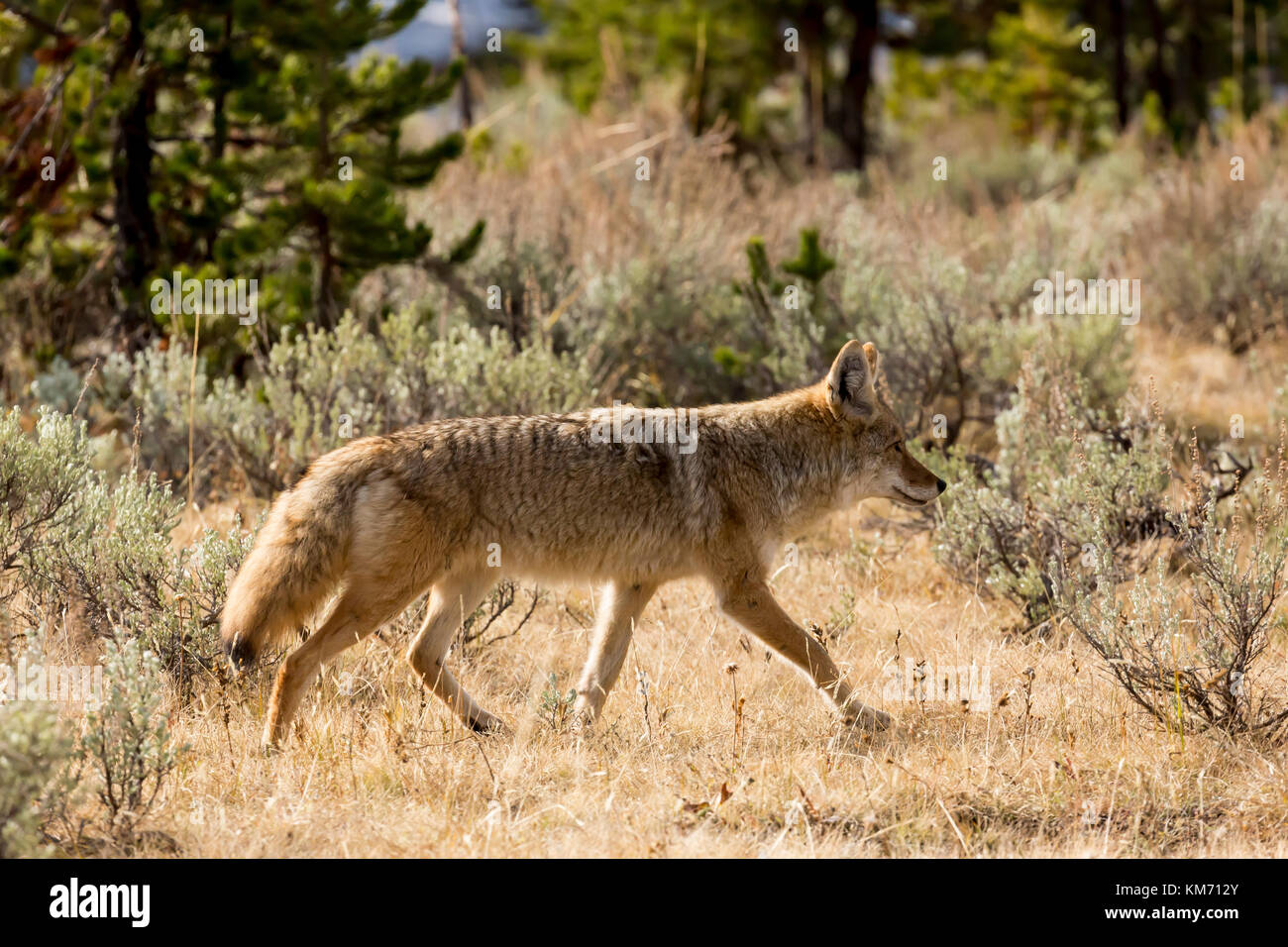 Le coyote (Canis latrans) la chasse dans une prairie dans le parc national de Yellowstone Banque D'Images