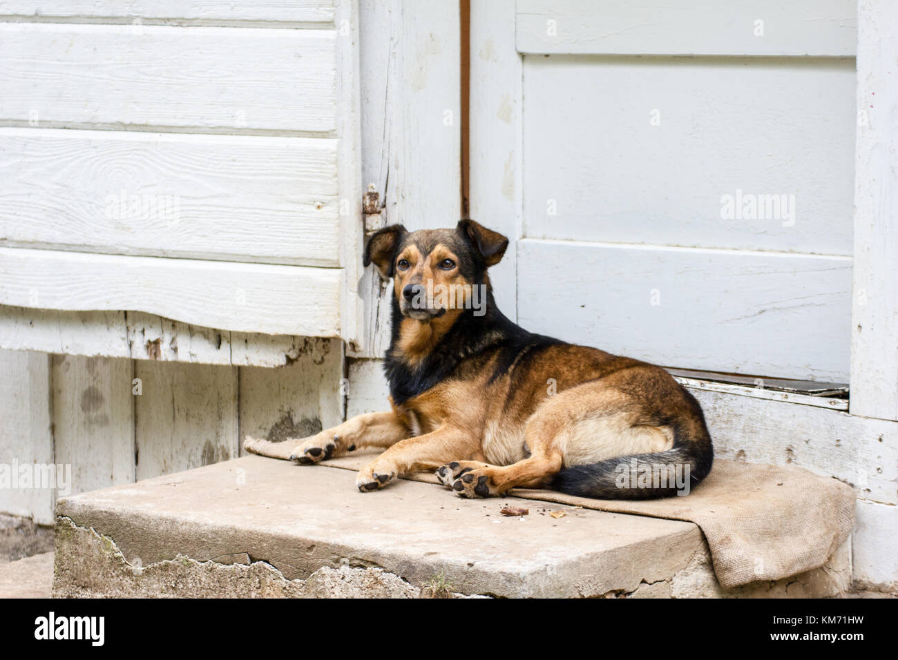 Un chien brun doré assis sur la porte avant l'étape de l'entrée gaurading Banque D'Images