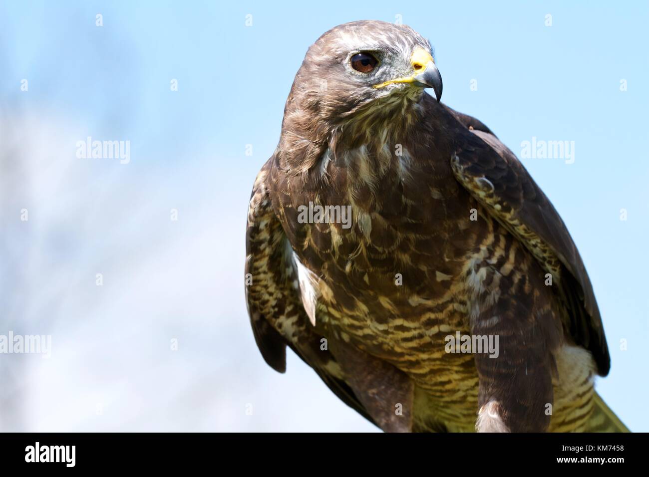 Buse variable (Buteo buteo) sur la perche Banque D'Images