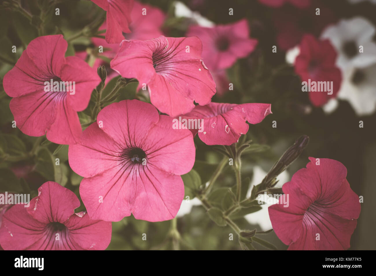 Les pétunias vague d'été Banque D'Images
