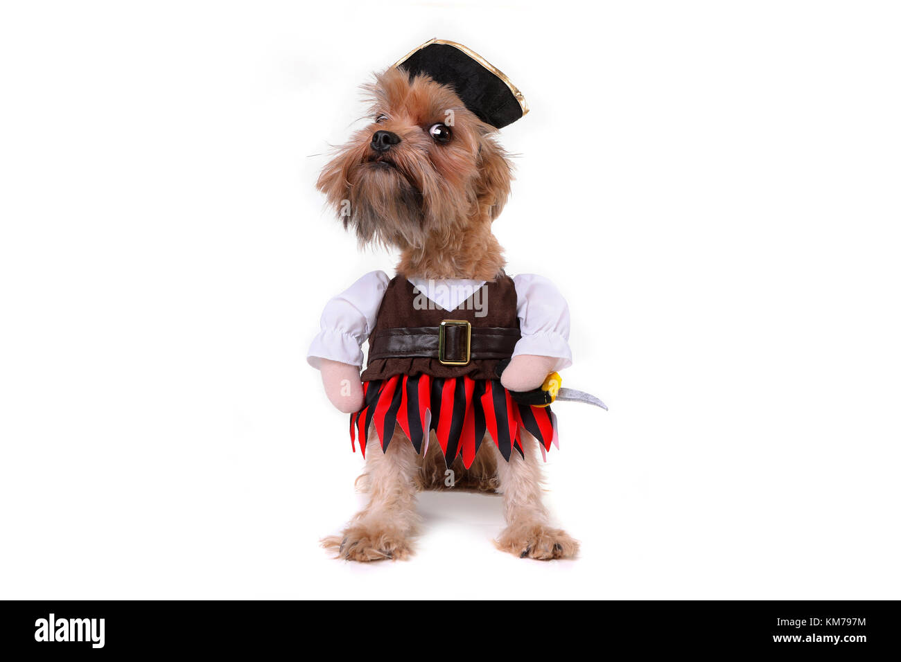 Mutt en chien pirate costume vêtements inspirés Banque D'Images