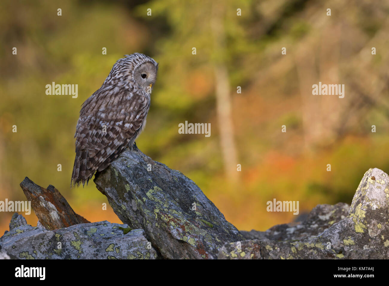 Chouette de l'Oural (Strix uralensis ) perché sur un rocher, tôt le matin, la première lumière du soleil brille sur les bois de couleur d'automne en arrière-plan, l'Europe. Banque D'Images