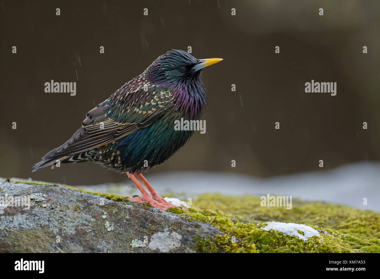 Étourneau sansonnet (sturnus vulgaris ) des profils dans sa robe de reproduction, perché sur un rocher dans la pluie, le beau plumage brillant métallique, au printemps, l'Europe. Banque D'Images