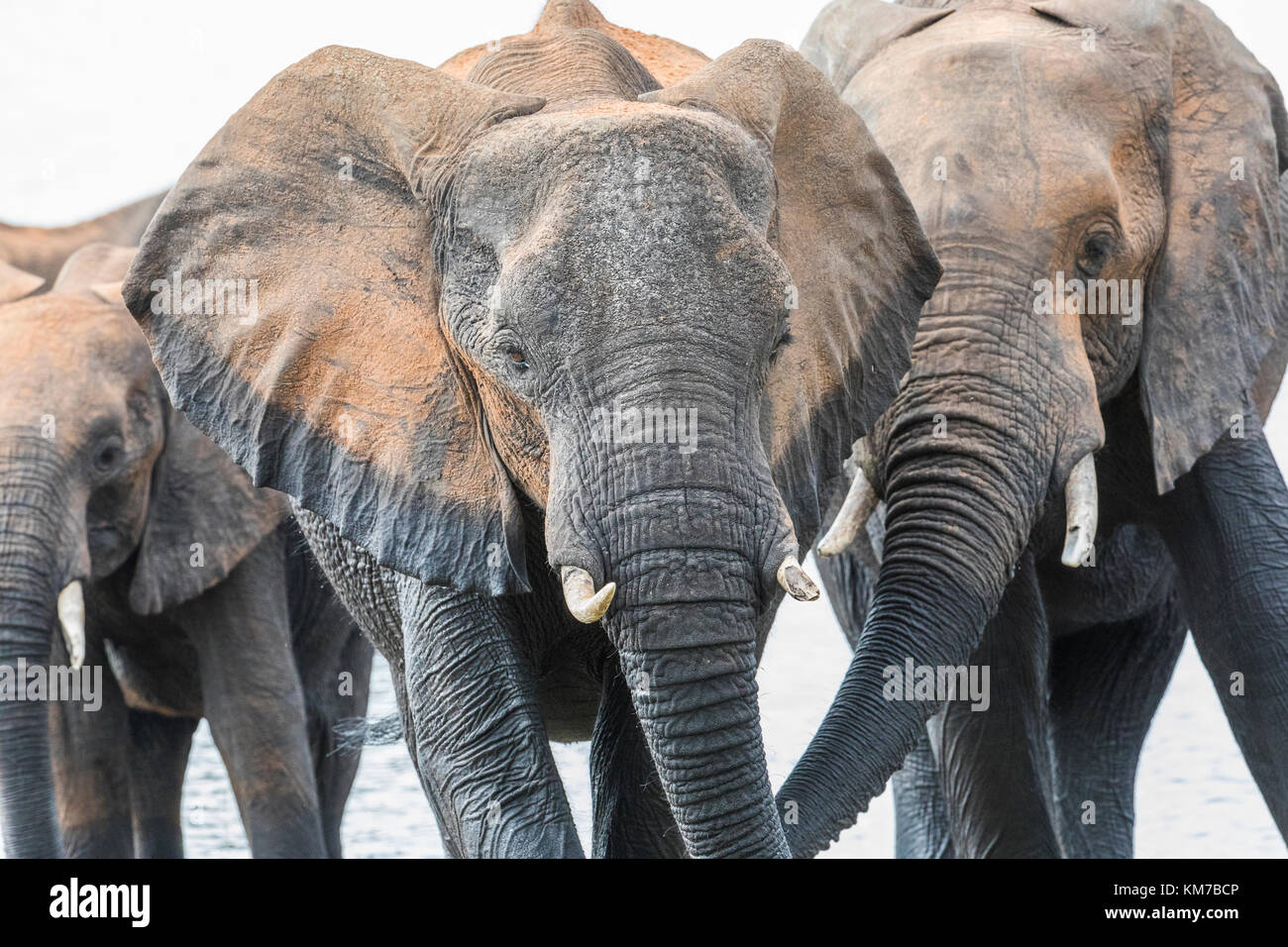 Close up portrait d'éléphant, trois personnes sortent de la rivière Chobe, au Botswana, après leur bain. Banque D'Images