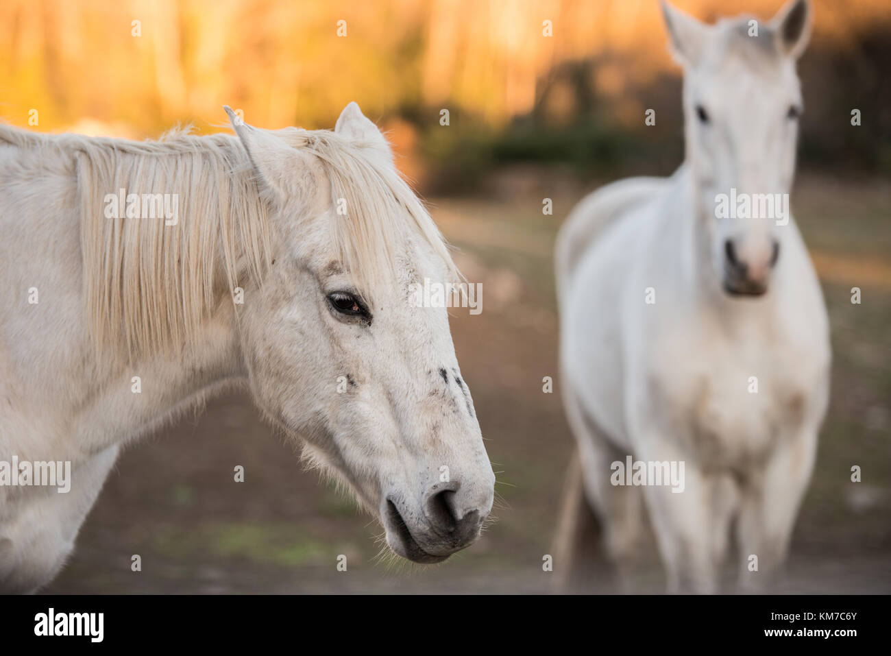 Portrait d'un cheval blanc sur un ranch près de Jerte, Estrémadure, Espagne au coucher du soleil Banque D'Images