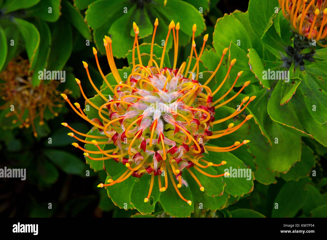 Leucospermum erubescens, un arbuste dressé un arbre originaire de l'Afrique du Sud et au Zimbabwe. Jardin botanique de Kirstenbosch, Cape Town, Afrique du Sud Banque D'Images