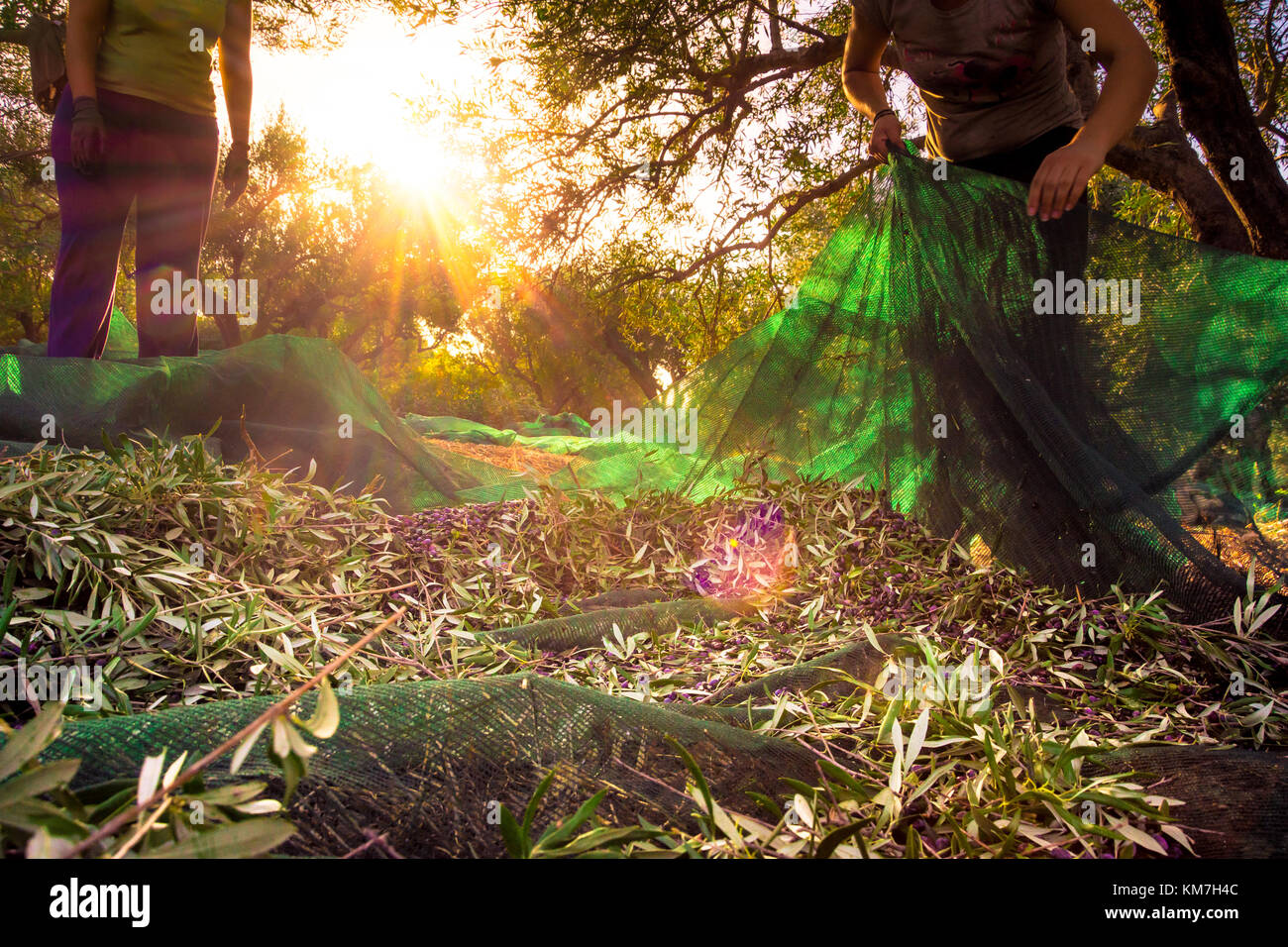 La récolte des olives on green à partir de filets en agriculteurs femme un olivier domaine en Crète, Grèce pour la production d'huile d'olive. Banque D'Images
