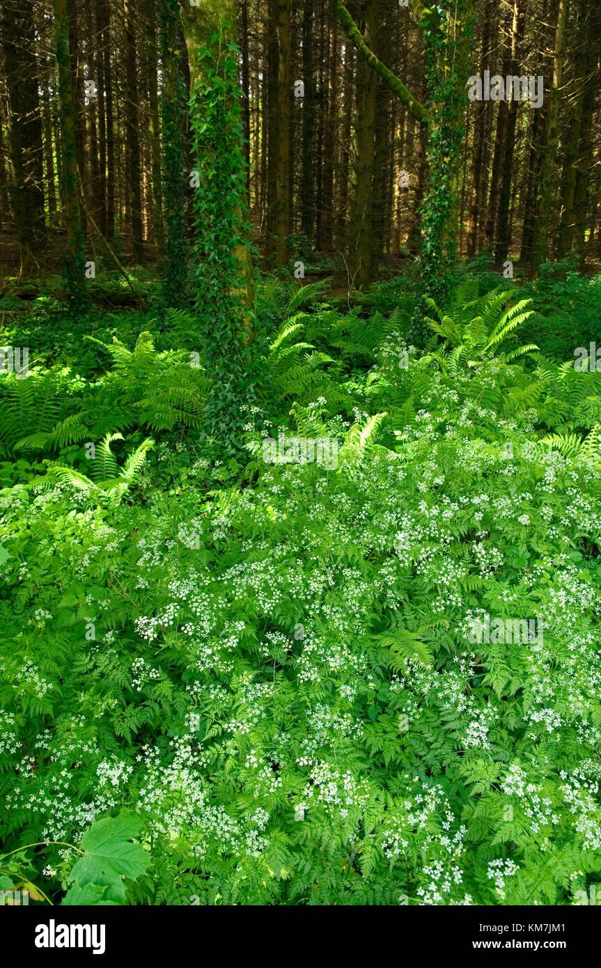 Scieries de verdure en bordure de forêt, Castlearchdale Lower Lough Erne, comté de Fermanagh, en Irlande du Nord. L'été Banque D'Images