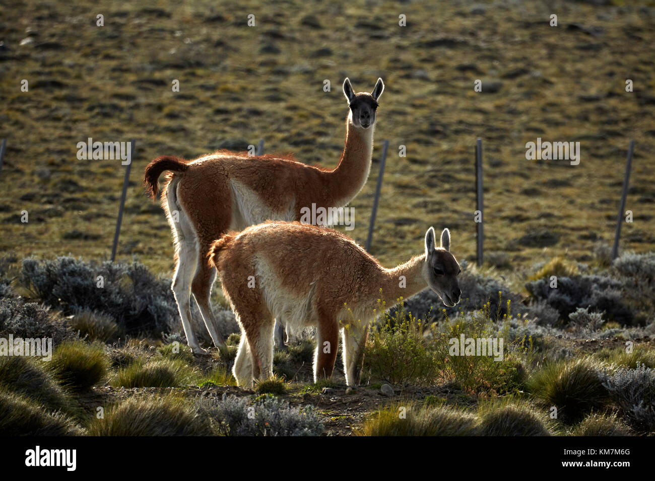 Guanacos (lama guanicoe), près d'El Chalten, Patagonie, Argentine, Amérique du Sud Banque D'Images