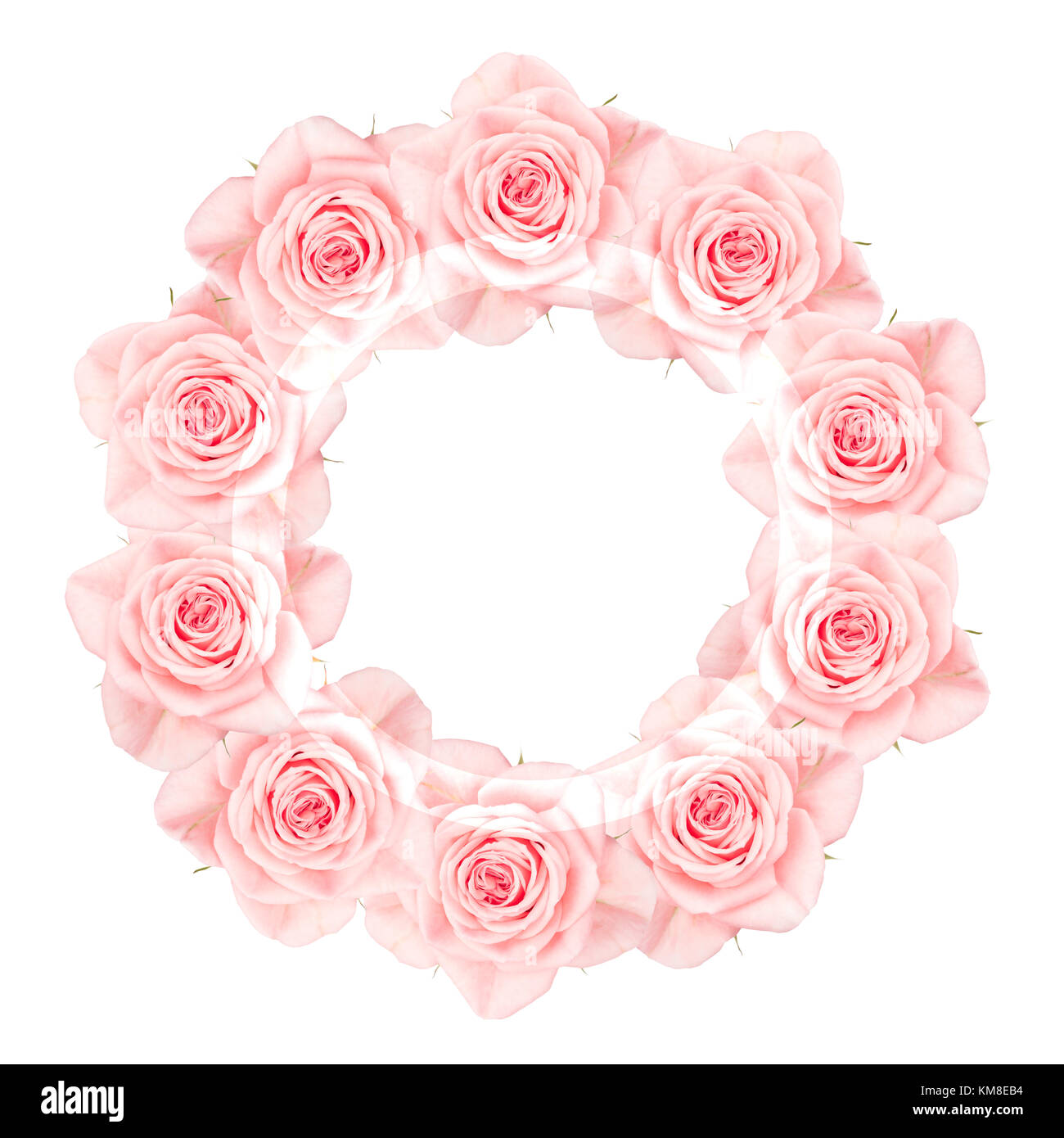 Close up collage de roses roses disposées en couronne, avec un semi-transparent blanc bague blanche, isolated on white Banque D'Images