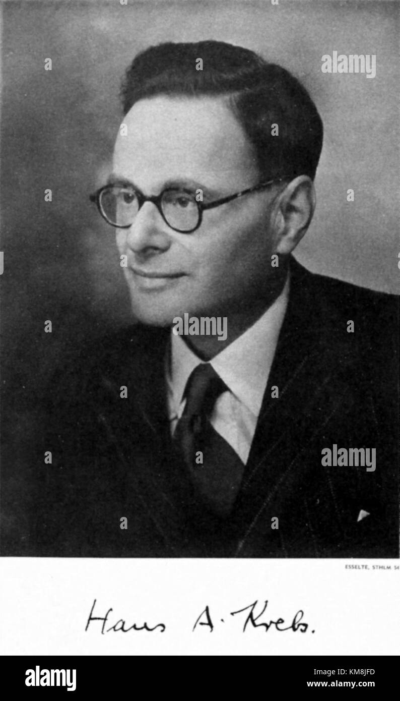 Krebs Nobel fait référence au prix Nobel décerné à Sir Hans Adolf Krebs, un biochimiste connu pour avoir découvert le cycle de l'acide citrique. Cette découverte a révolutionné la compréhension de la respiration cellulaire. Banque D'Images