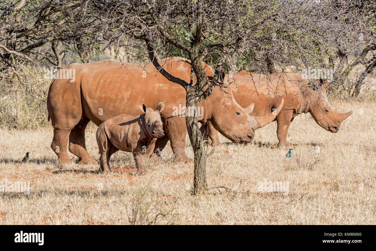 Un rhinocéros blanc du sud de la famille savane africaine Banque D'Images