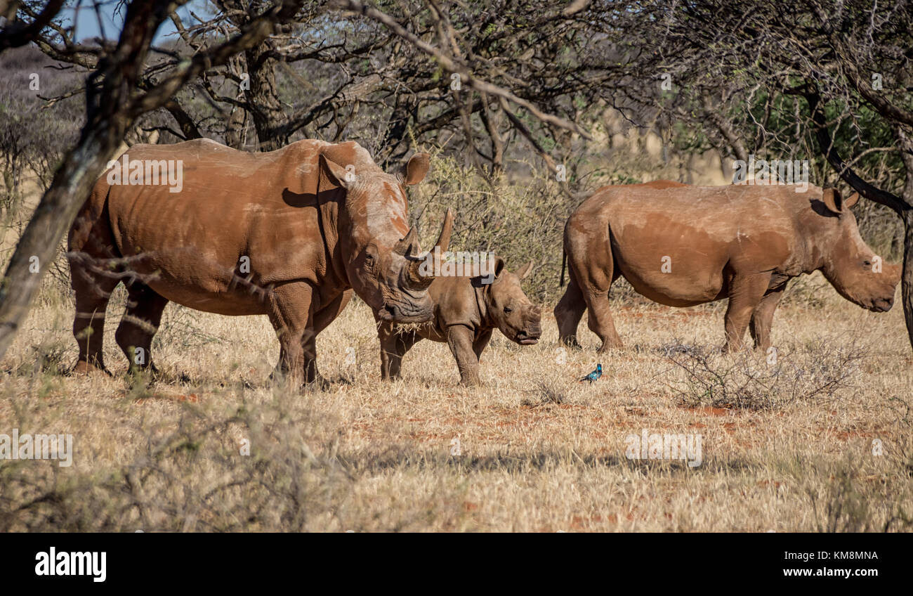 Un rhinocéros blanc du sud de la famille savane africaine Banque D'Images