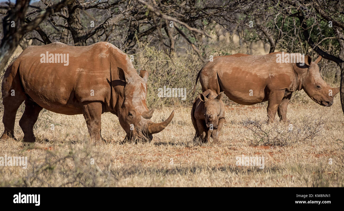 Un rhinocéros blanc du sud de la famille savane africaine Banque D'Images