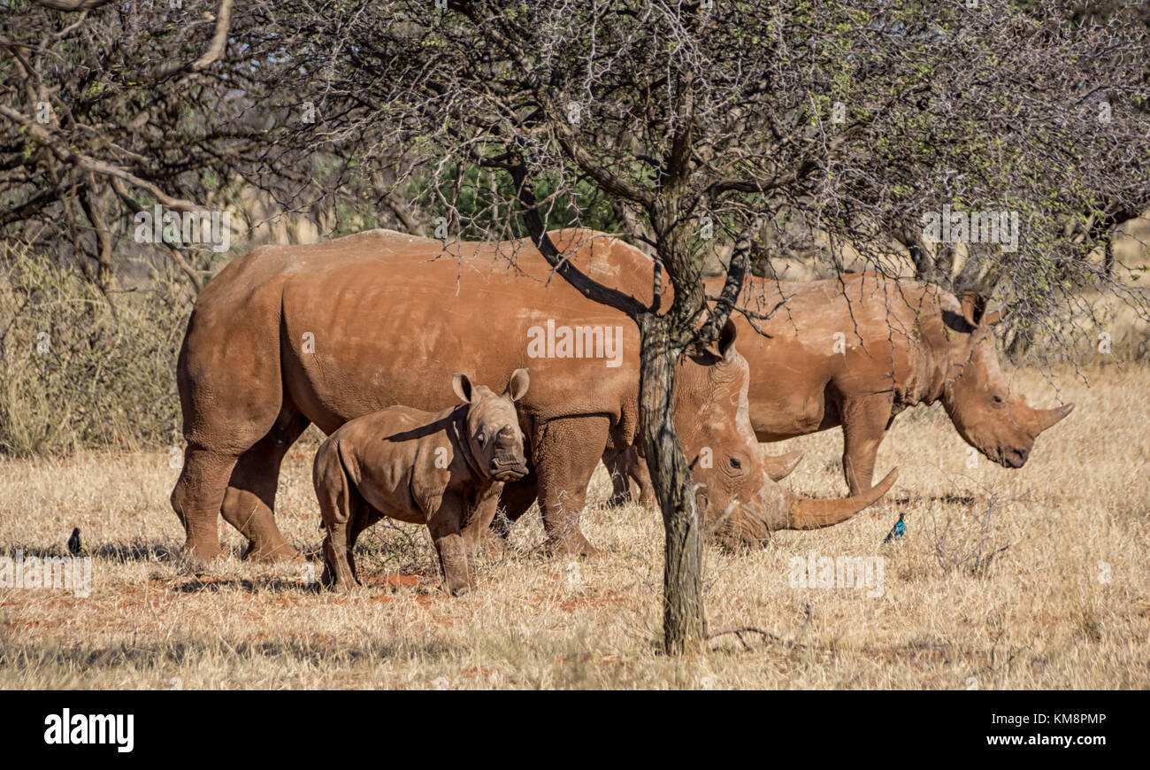 Un rhinocéros blanc du sud de la famille savane africaine Banque D'Images