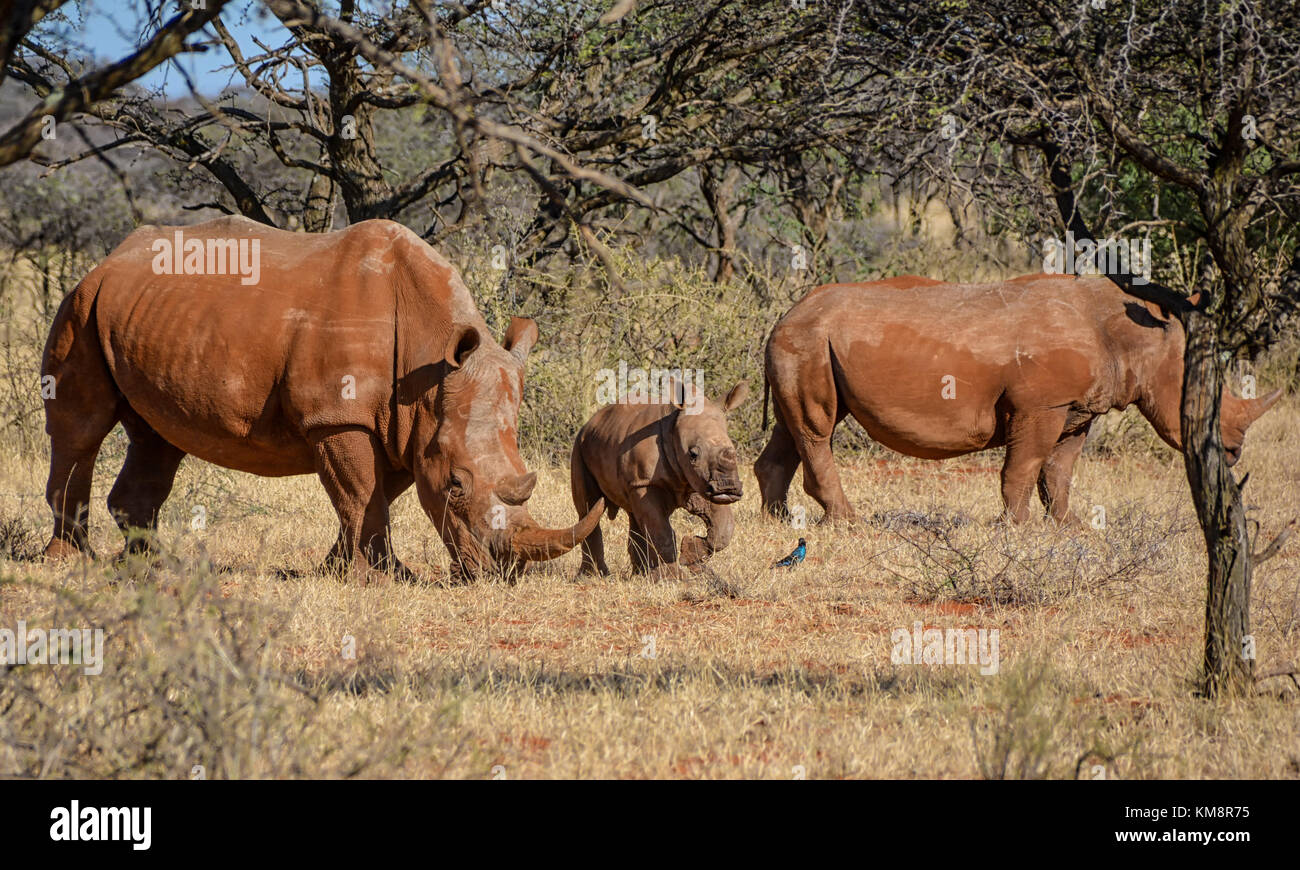 Un rhinocéros blanc du sud de la famille savane africaine Banque D'Images