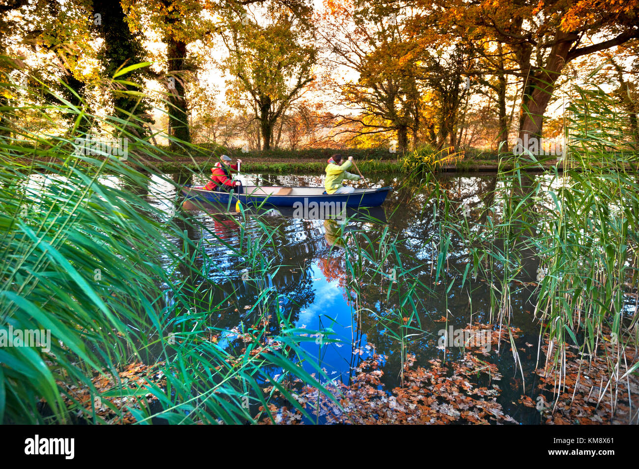 Automne rivière wey surrey uk couple paddling leur canot en aval, sur une rivière d'automne colorés wey. Surrey. uk. Banque D'Images