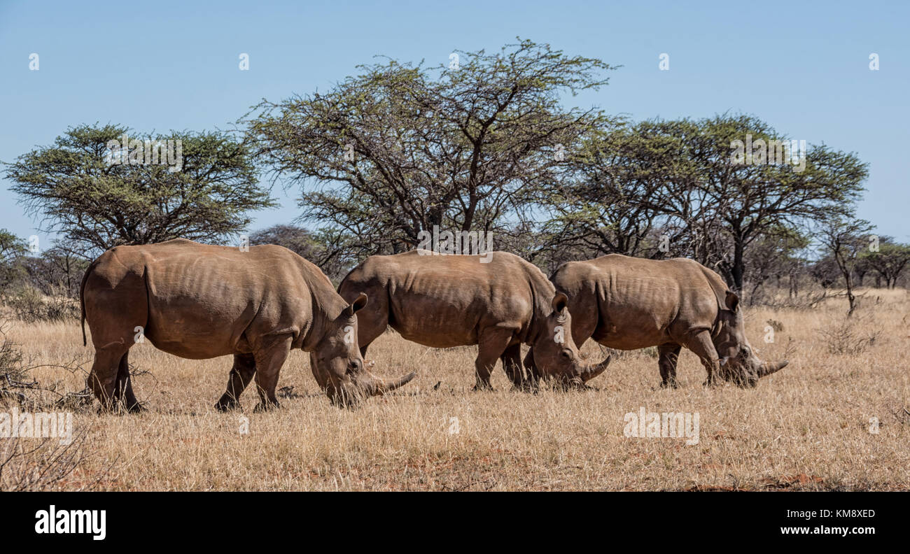 Un groupe de rhinocéros blanc du sud de savane africaine Banque D'Images