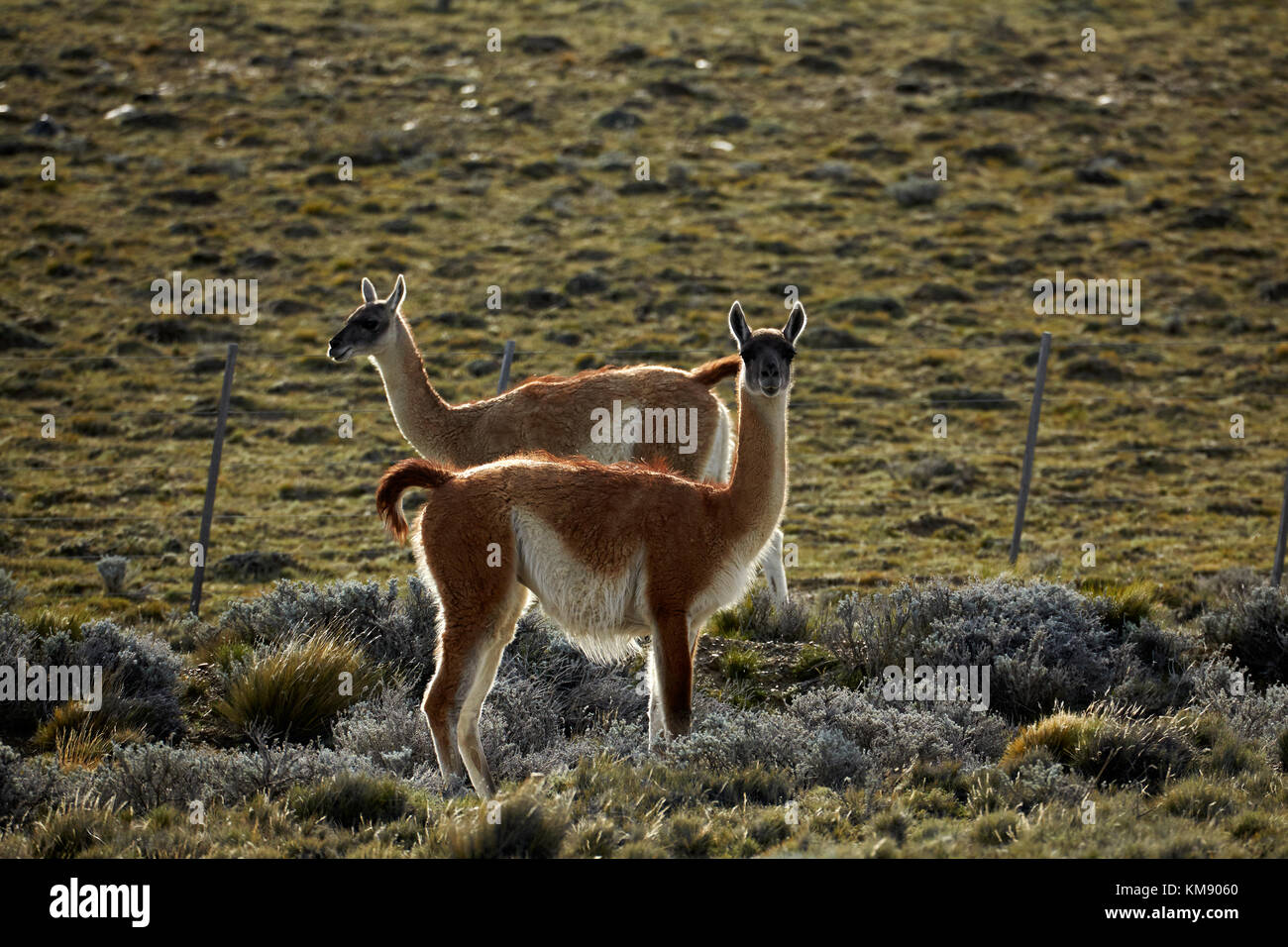 Guanacos (lama guanicoe), près d'El Chalten, Patagonie, Argentine, Amérique du Sud Banque D'Images