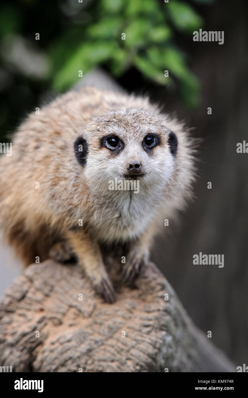 Fermer meerkat sur branch dans la nature Banque D'Images