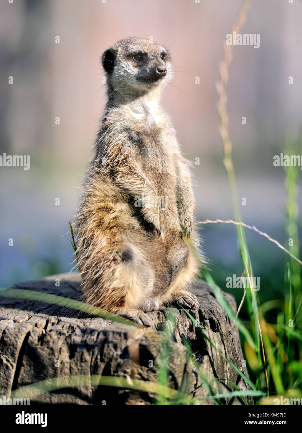 Un meerkat debout et alerte à la Banque D'Images
