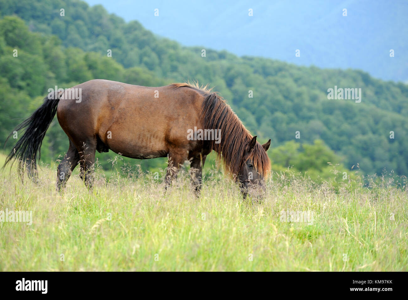 Cheval brun sur le pâturage en montagne journée d'été. Banque D'Images