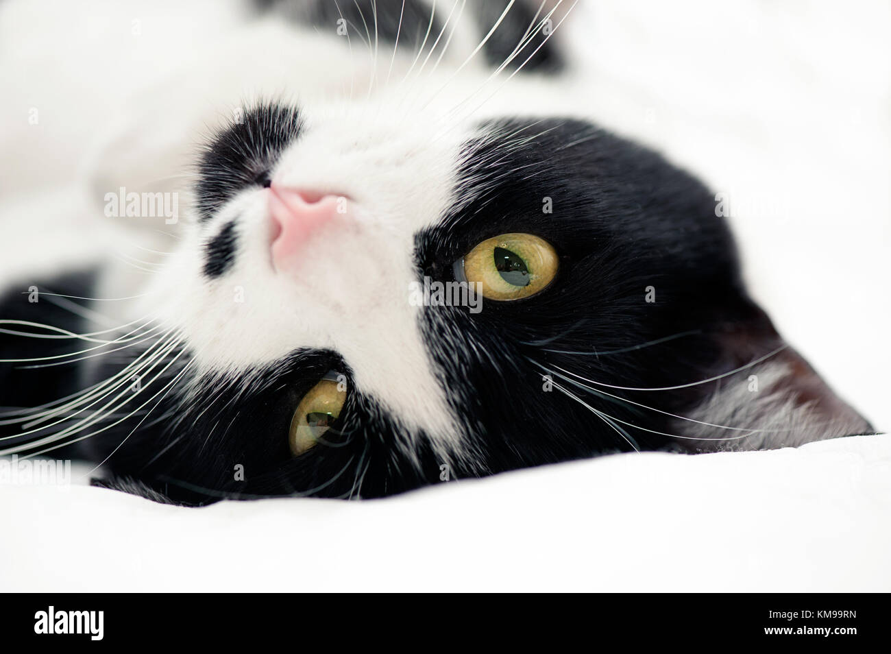 Portrait de chat tuxedo Banque D'Images