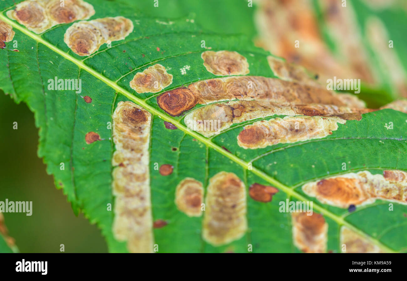 Feuille d'arbre de chestnut de cheval (Aesculus hippocastanum) endommagée avec le blotch de feuilles de Guignardia (Guignardia aesculi) au Royaume-Uni. Banque D'Images