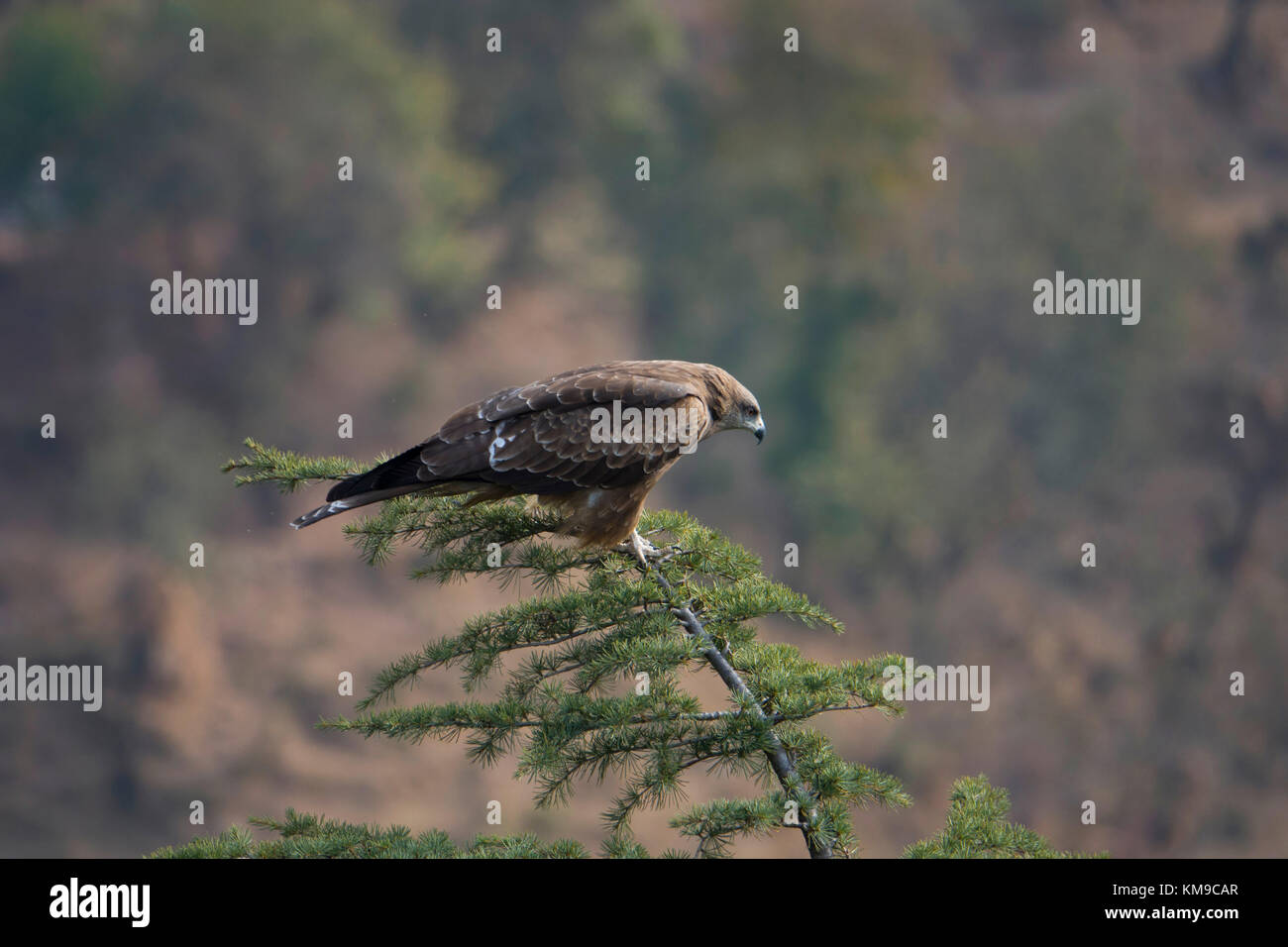 L'aigle royal (Aquila chrysaetos) debout sur la cime de Mcleod Ganj, Inde Banque D'Images
