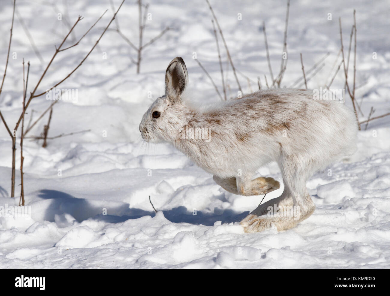 Le lièvre ou diverses espèces de lièvre (Lepus americanus) fonctionnant dans la neige de l'hiver au Canada Banque D'Images