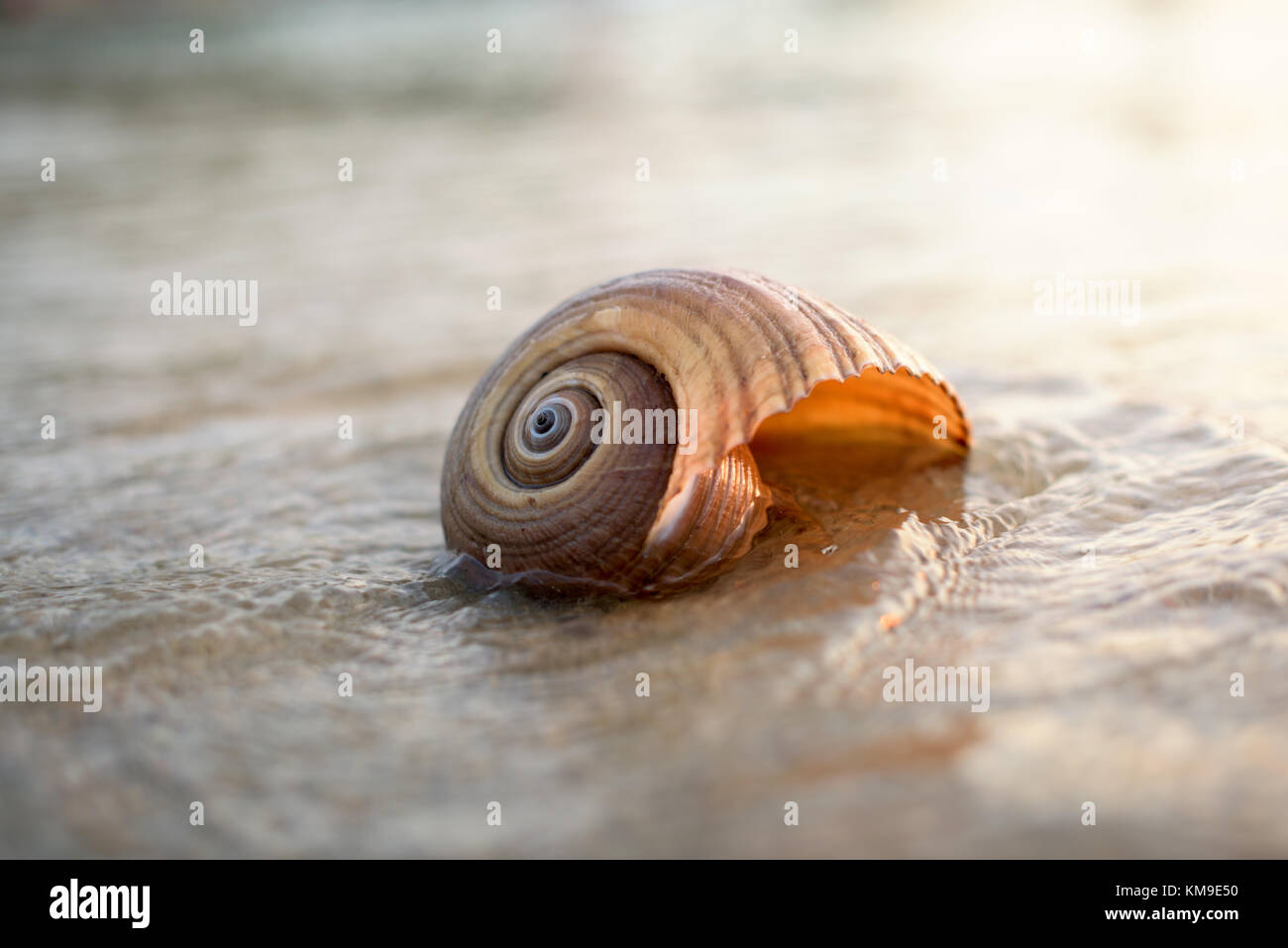 Seashell sur la plage au coucher du soleil Banque D'Images