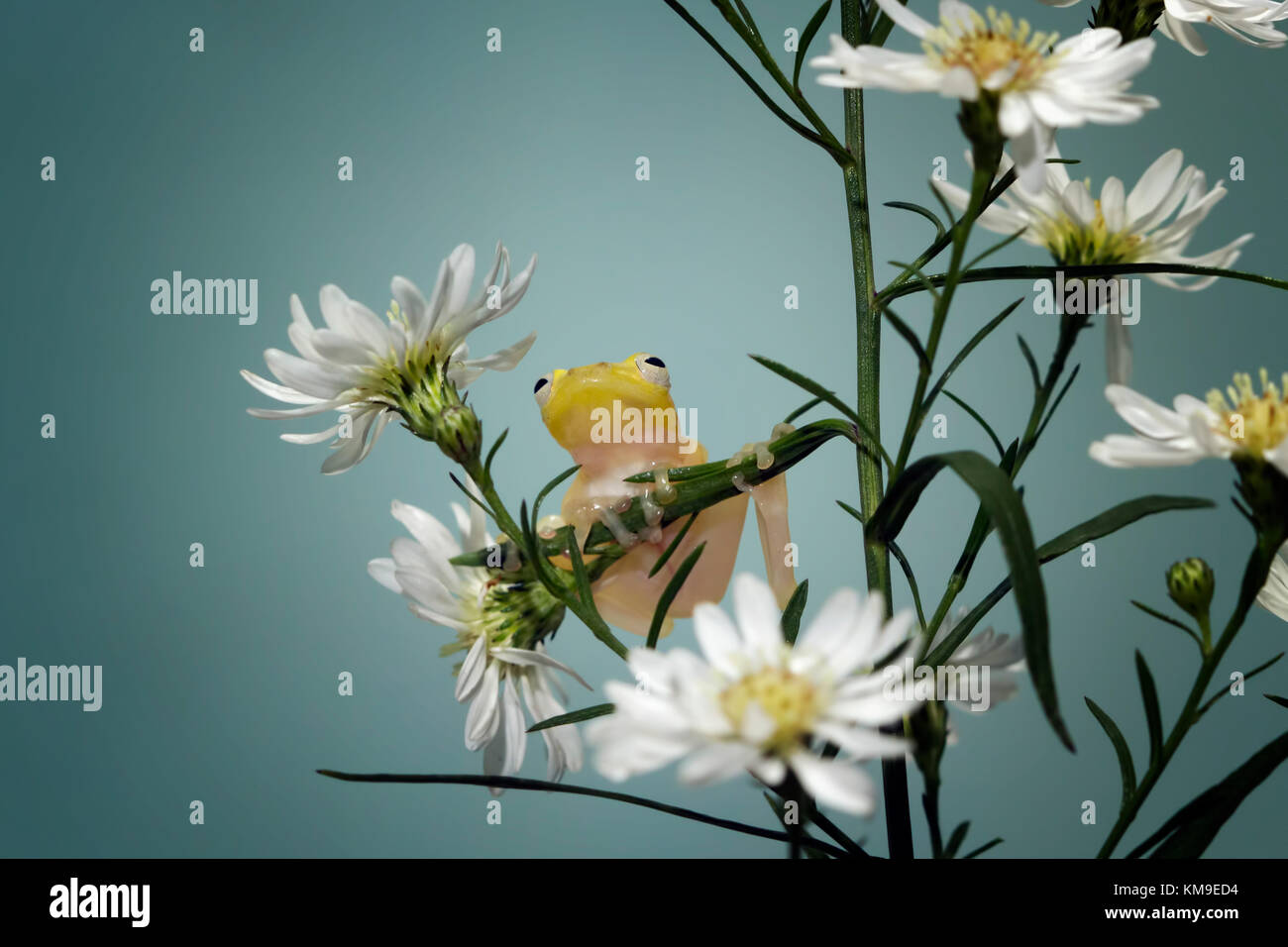 Philautus vittiger (rainette) assis sur les fleurs Banque D'Images