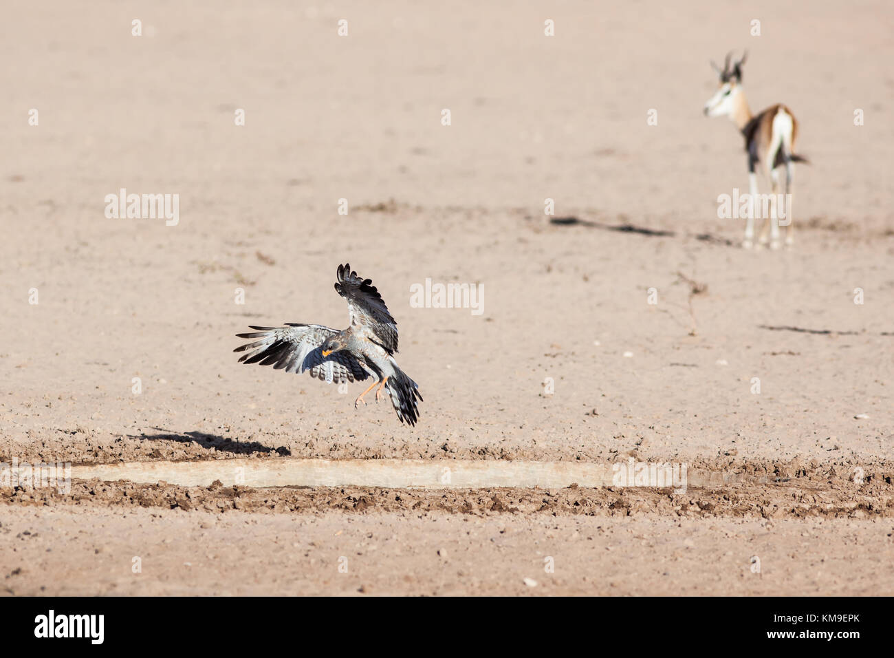 L'atterrissage d'oiseaux par un étang à proximité d'un Springbok, Kgalagadi Transfrontier Park, Afrique du Sud Banque D'Images