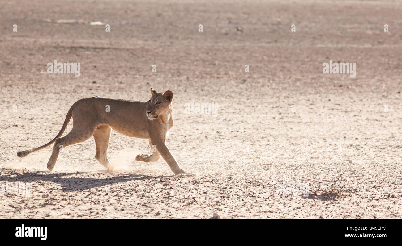 Lionne traversant désert du Kalahari, Kgalagadi Transfrontier Park, Afrique du Sud Banque D'Images