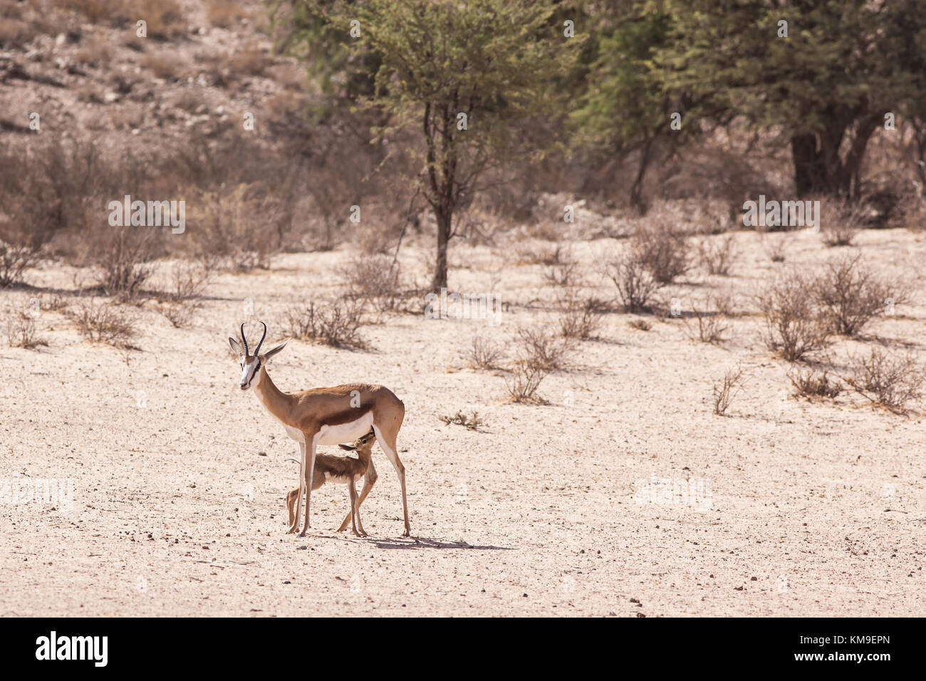 Springbok fawn suckling un Springbok ewe, Kgalagadi Transfrontier Park, Afrique du Sud Banque D'Images