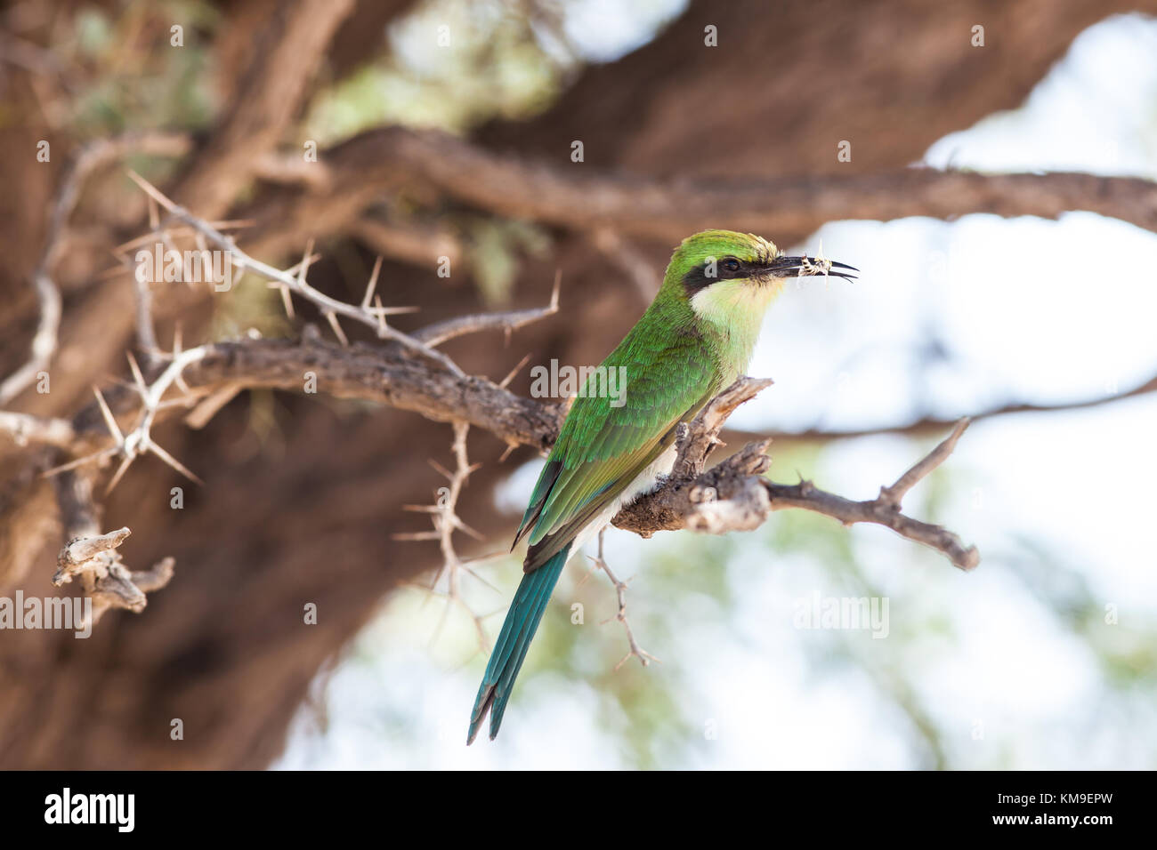 Bee-eater perché sur une branche, Kgalagadi Transfrontier Park, Afrique du Sud Banque D'Images