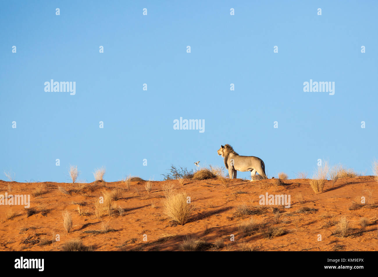 Portrait d'un lion, Kgalagadi Transfrontier Park, Afrique du Sud Banque D'Images