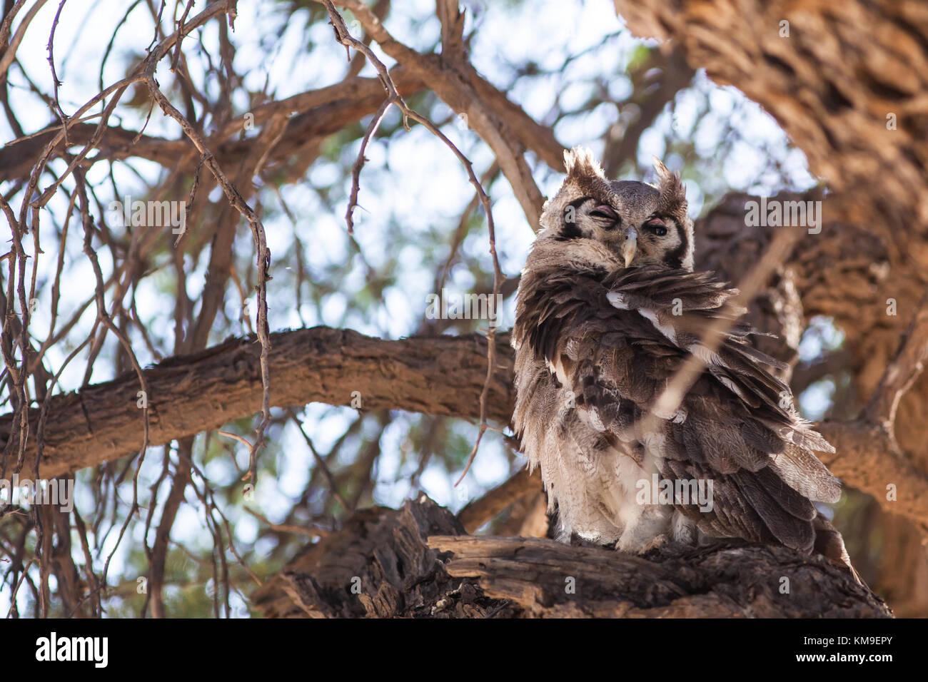 Owl assis dans un arbre, Kgalagadi Transfrontier Park, Afrique du Sud Banque D'Images