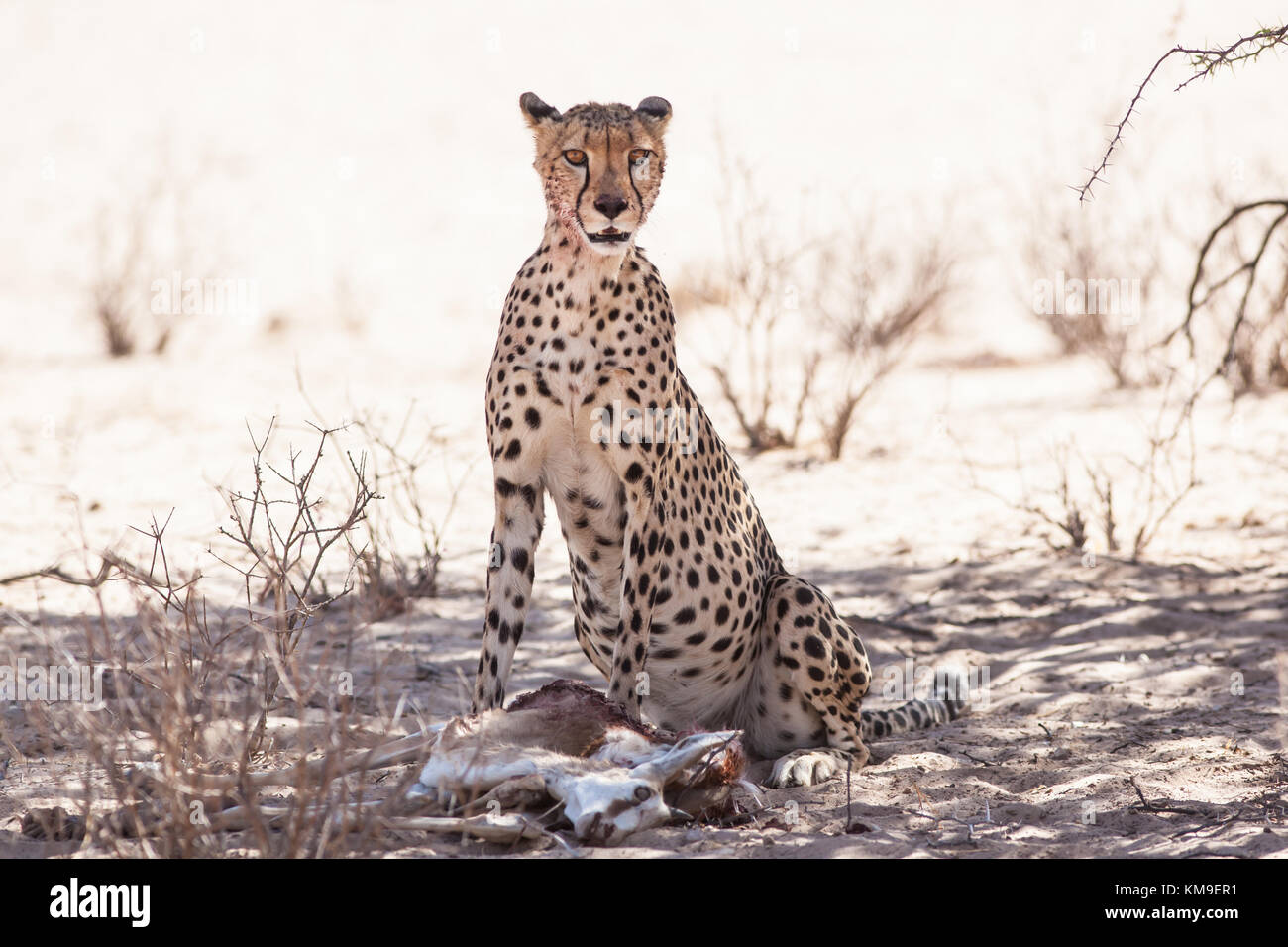 Le guépard assis par un kill, Kgalagadi Transfrontier Park, Afrique du Sud Banque D'Images