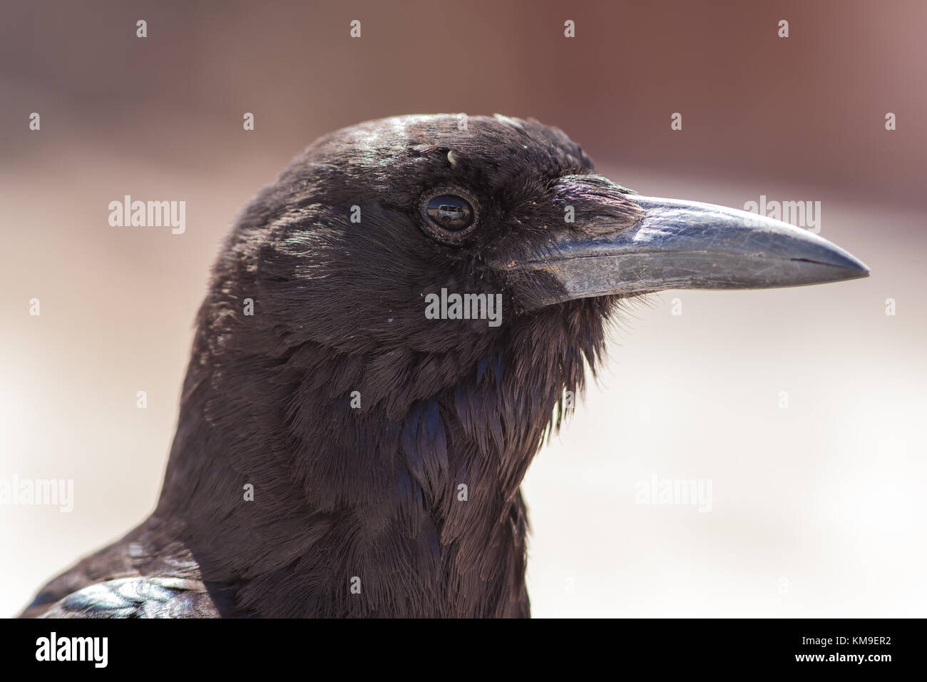 Portrait d'un corbeau, Kgalagadi Transfrontier Park, Afrique du Sud Banque D'Images
