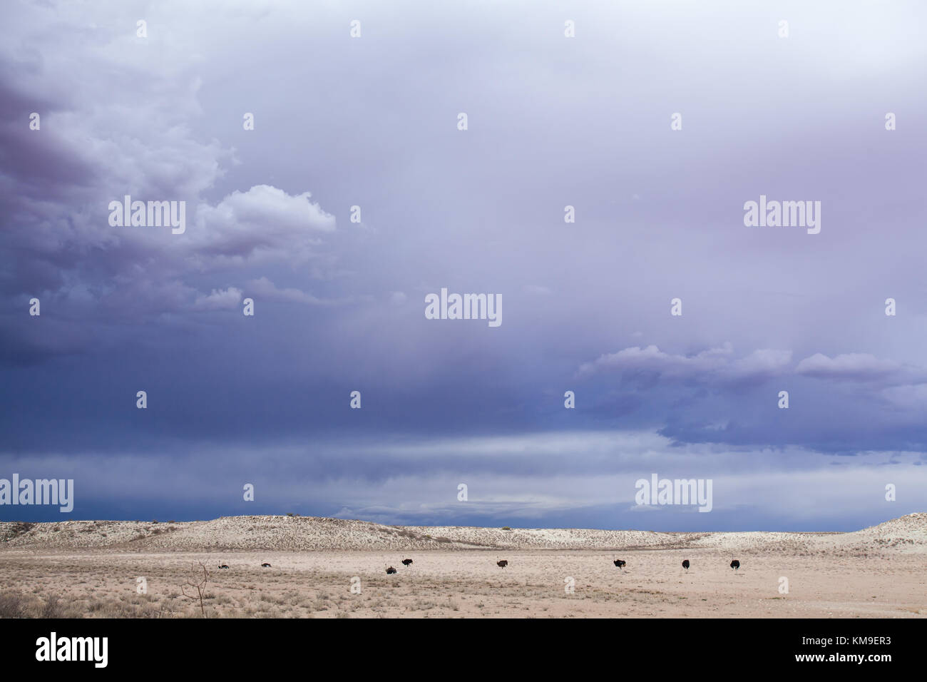 Autruches, Kgalagadi Transfrontier Park, Afrique du Sud Banque D'Images