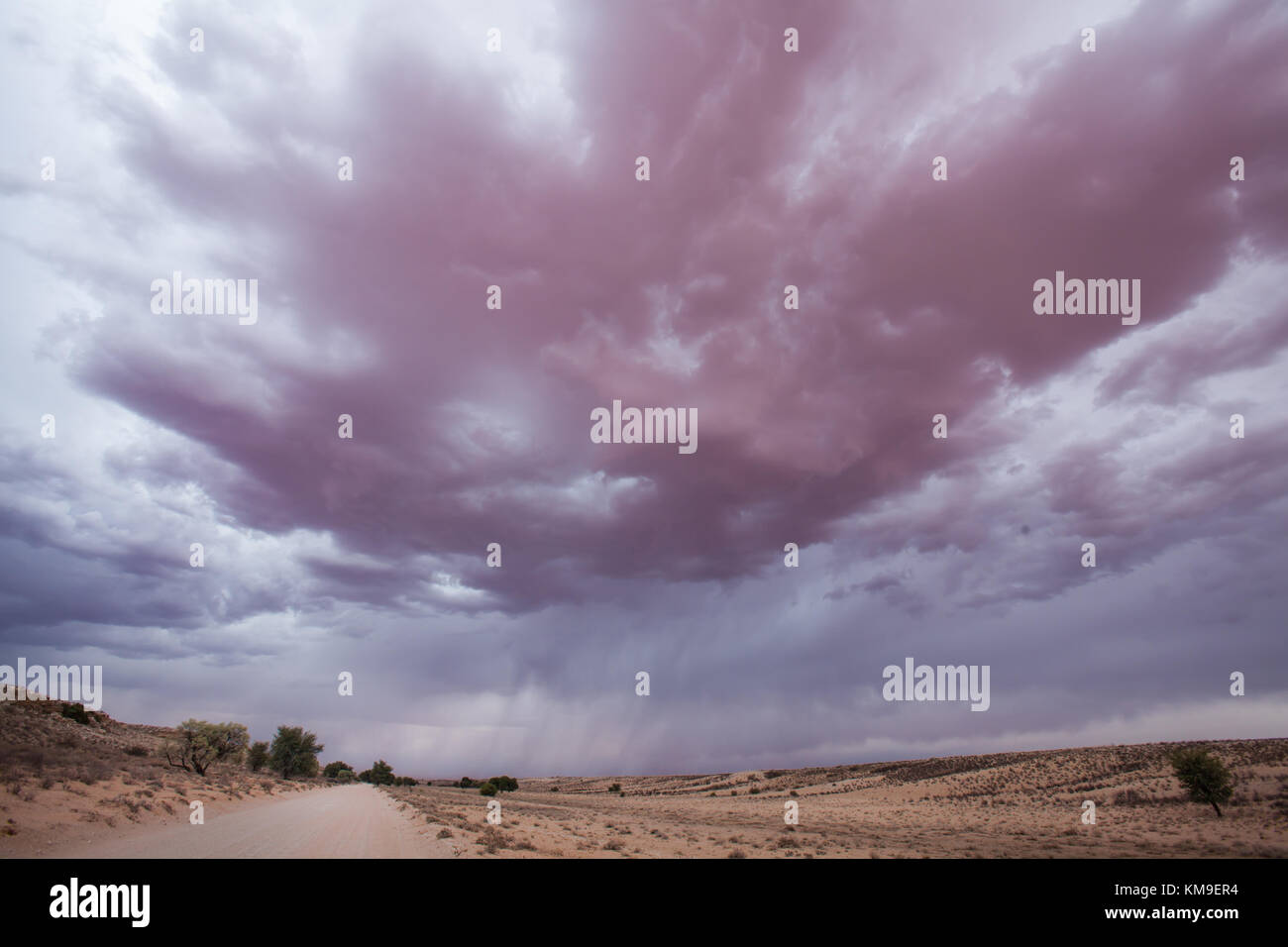 Tempête de pluie, Kgalagadi Transfrontier Park, Afrique du Sud Banque D'Images
