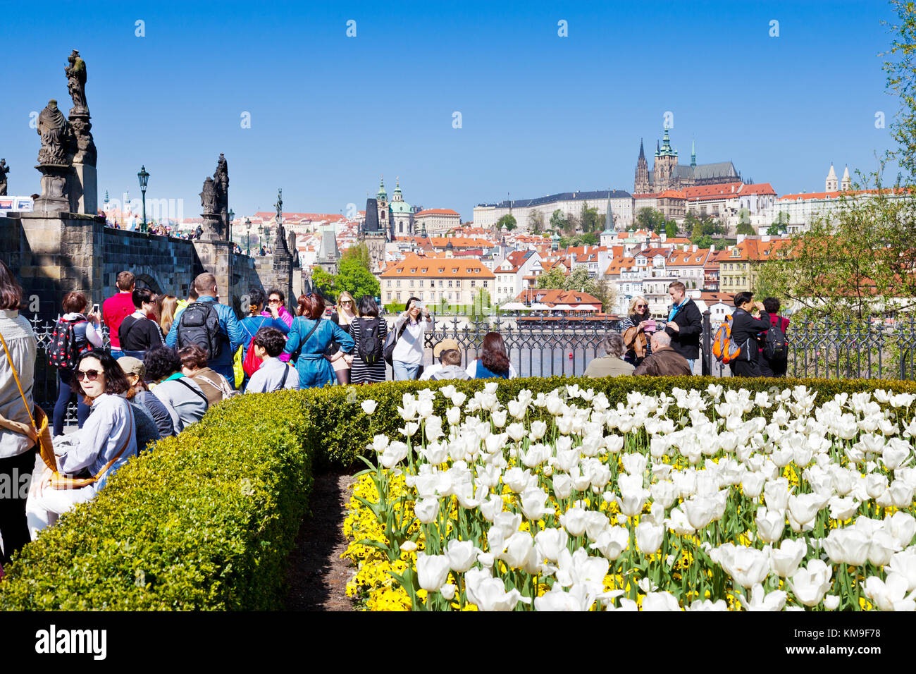 Place Krizovnicke, petite ville st., cathédrale Saint-Guy et château de Prague (UNESCO), Prague, République Tchèque - ville au printemps avec des tulipes fleurs Banque D'Images