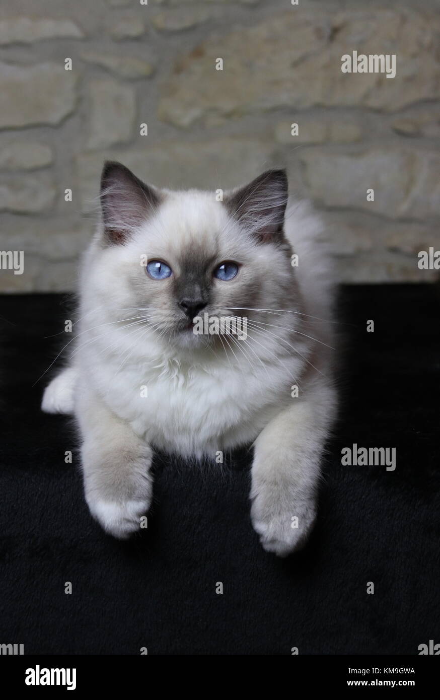 Chatons ragdoll chatons aux yeux bleus, Banque D'Images