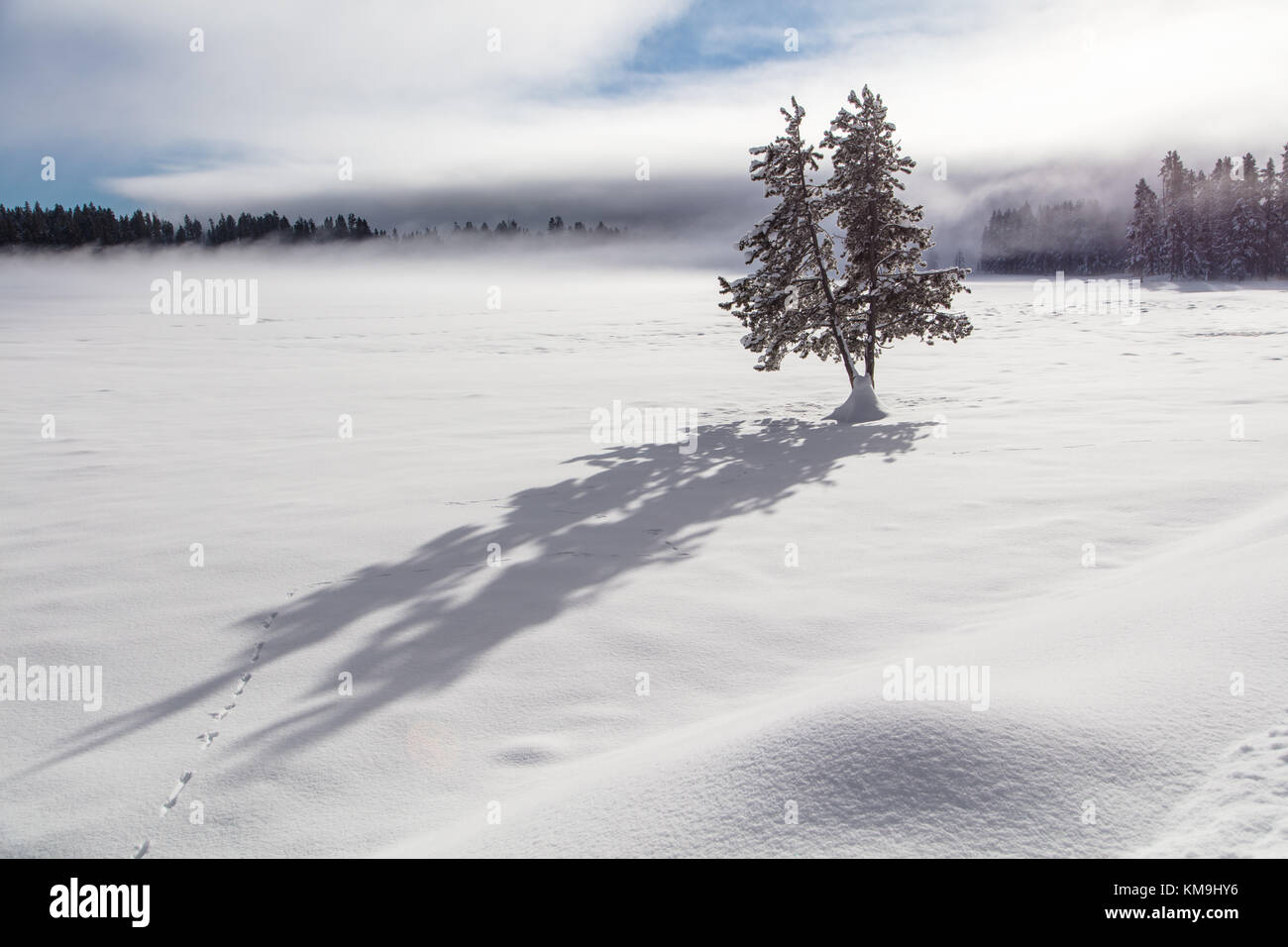 Les voies de la belette et un arbre isolé ombre créent des motifs dans la neige de l'hiver frais près de la gibbon river au parc national de Yellowstone, le 13 janvier 2017 dans le Wyoming. (Photo de jacob w. Frank via planetpix) Banque D'Images