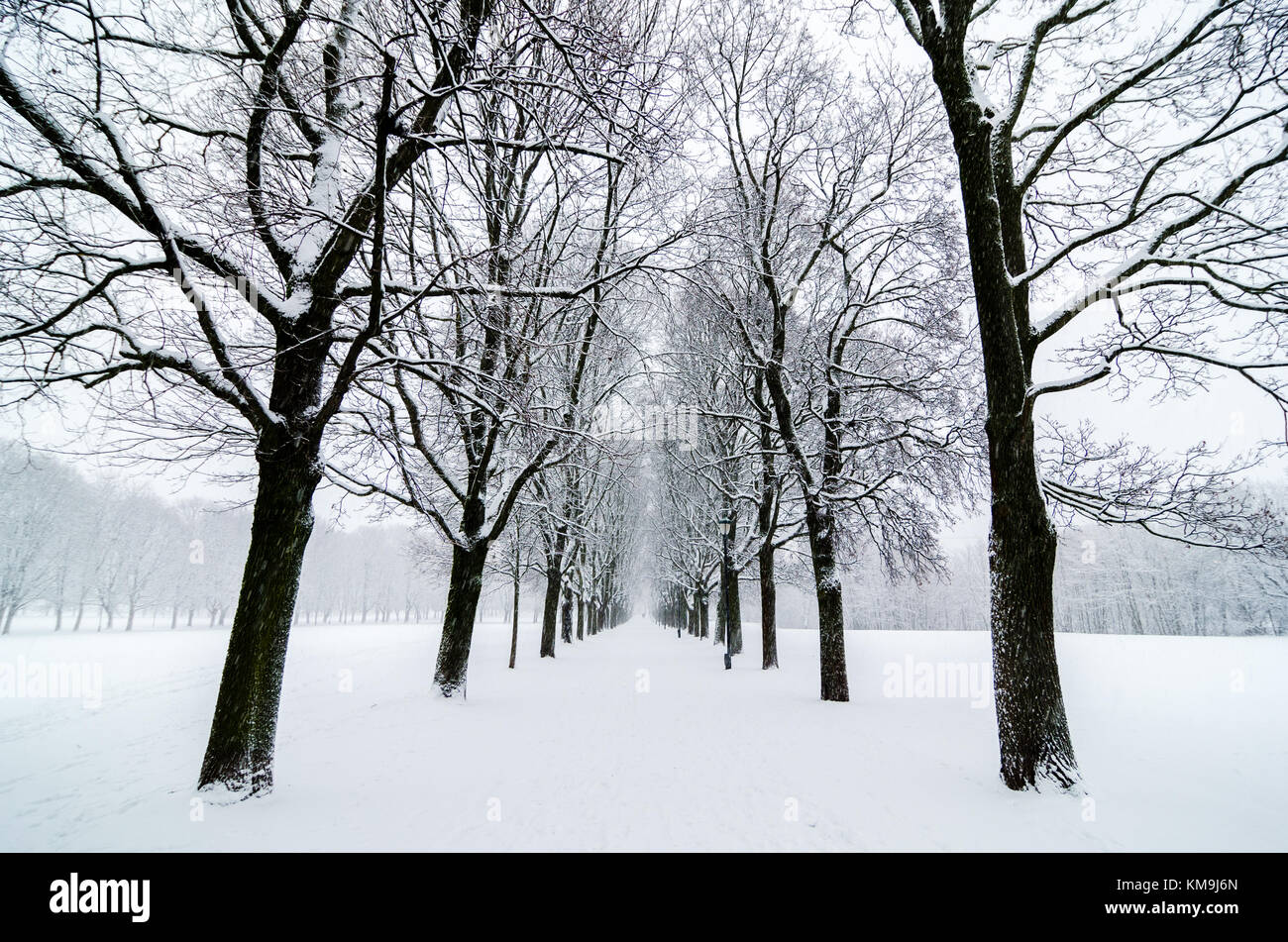 L'alignement des arbres en Parc Vigeland, Oslo, Norvège. Couvert de neige. La conception de l'Inspiration Banque D'Images