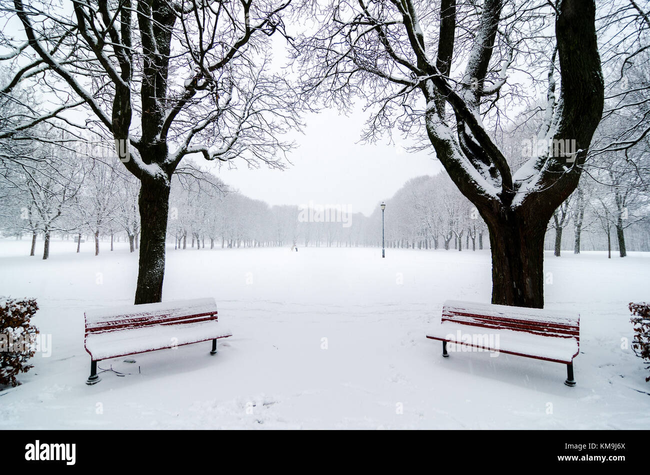 Deux bancs de parc pendant une chute de neige. Couvert de neige. L'alignement d'arbres. Légende symétrique Banque D'Images