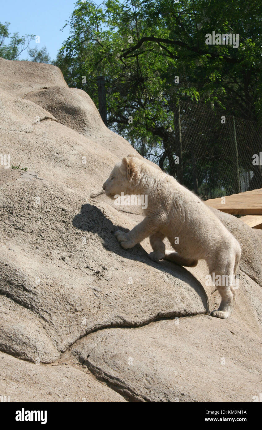 Le Lion Park, White Lion cub escalade un rocher, Panthera leo krugeri Banque D'Images