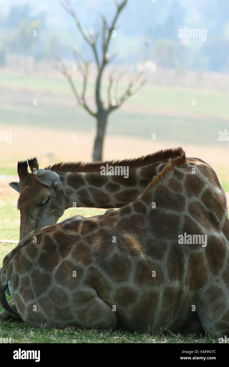 Parc du Lion, Girafe couchée sur l'herbe léchant patte arrière, Giraffa camelopardalis Banque D'Images